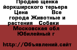 Продаю щенка йоркширского терьера  › Цена ­ 20 000 - Все города Животные и растения » Собаки   . Московская обл.,Юбилейный г.